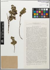 Foto von Salix myrsinifolia Salisb.